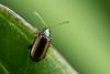 Phyllotreta vittula